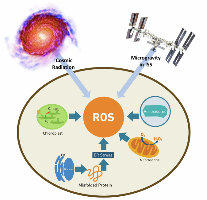 Space-driven ROS in cells: a hidden danger to astronaut health and food safety.