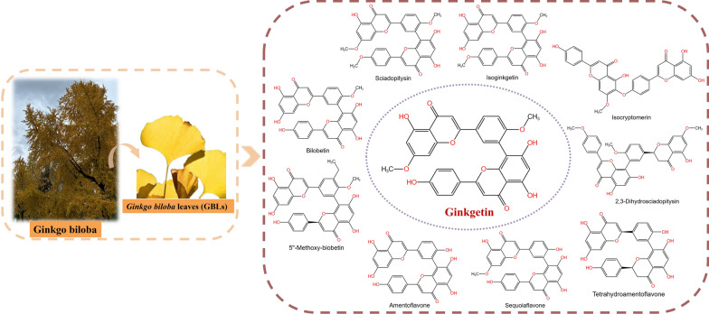 Ginkgetin from Ginkgo biloba: mechanistic insights into anticancer efficacy