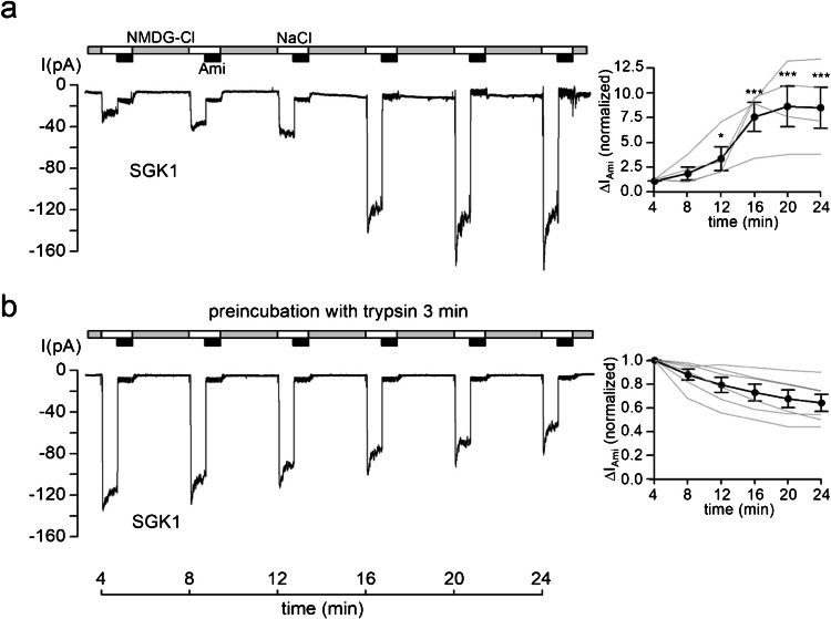 Acute activation of human epithelial sodium channel (ENaC) by serum and glucocorticoid inducible kinase 1 (SGK1) requires prior cleavage of the channel's γ-subunit at its proximal cleavage site.