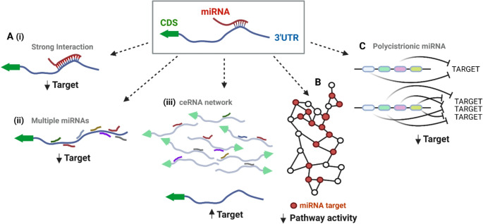 Regulation and dysregulation of microRNA - transcription factor axes in differentiation and neuroblastoma.