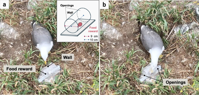 Field-based assessment of inhibitory control in black-tailed gulls using a cylinder task