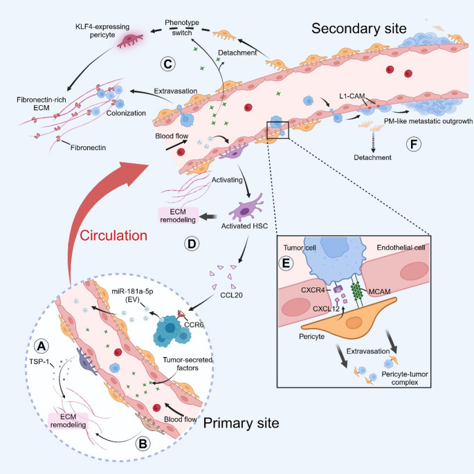Pericytes in hematogenous metastasis: mechanistic insights and therapeutic approaches.