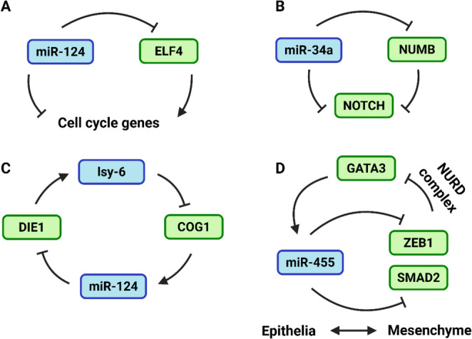 Regulation and dysregulation of microRNA - transcription factor axes in differentiation and neuroblastoma.
