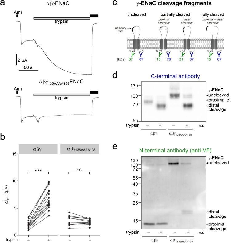 Acute activation of human epithelial sodium channel (ENaC) by serum and glucocorticoid inducible kinase 1 (SGK1) requires prior cleavage of the channel's γ-subunit at its proximal cleavage site.