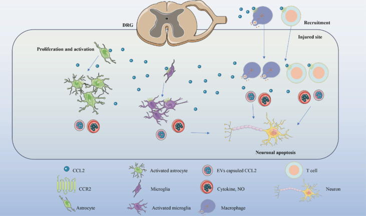 C-C motif chemokine ligand 2/C-C motif chemokine receptor 2 pathway as a therapeutic target and regulatory mechanism for spinal cord injury.