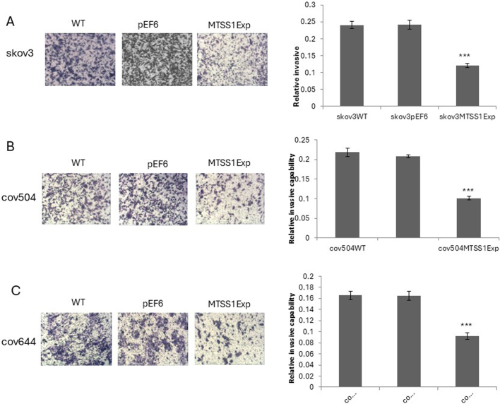 [Corrigendum] Metastasis suppressor 1 expression in human ovarian cancer: The impact on cellular migration and metastasis.
