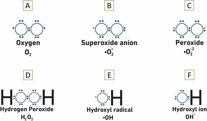 Space-driven ROS in cells: a hidden danger to astronaut health and food safety.