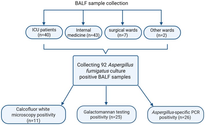Diagnostic Value of Microscopy, Galactomannan, and PCR in Aspergillus Culture-Positive BALF Samples: A Laboratory-Based Pilot Study.