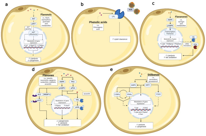 Effect of (Poly)phenols on Lipid and Glucose Metabolisms in 3T3-L1 Adipocytes: an Integrated Analysis of Mechanistic Approaches.