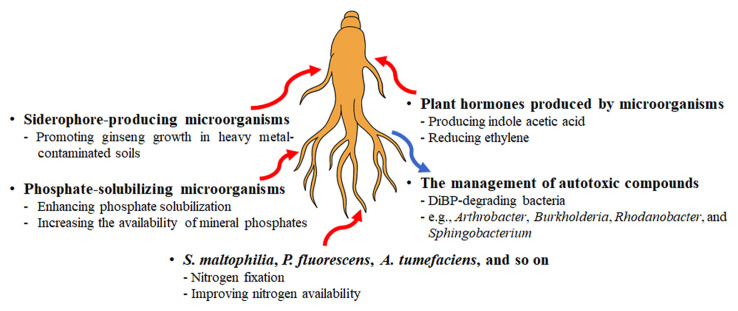 Composition, Diversity, and Functional Roles of the Rhizosphere Microbiome in Panax ginseng.