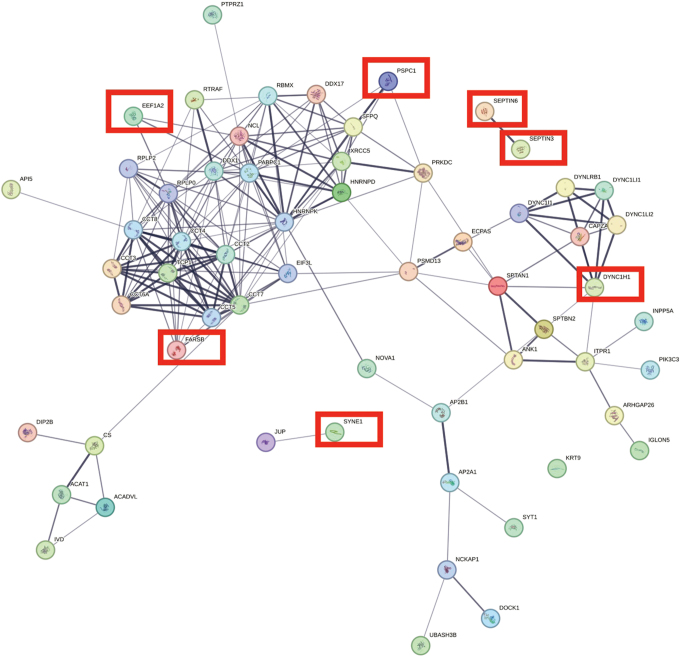 Impaired Aggrephagy, Interrupted Vesicular Trafficking, and Cellular Stress, Lead to Protein Aggregation, and Synaptic Dysfunction in Cerebellum of Children and Adults with Idiopathic Autism.