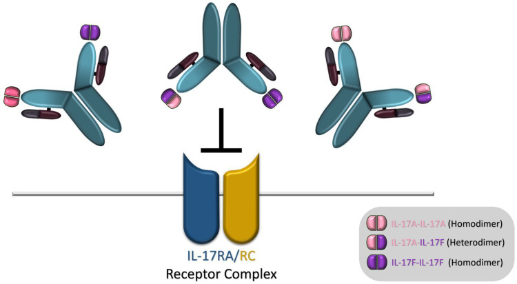 Bimekizumab: The First FDA-Approved Dual IL-17A/IL-17F Inhibitor for Plaque Psoriasis - A Comprehensive Literature Review.