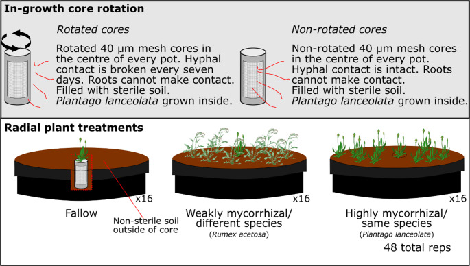 The influence of mycorrhizal hyphal connections and neighbouring plants on Plantago lanceolata physiology and nutrient uptake.