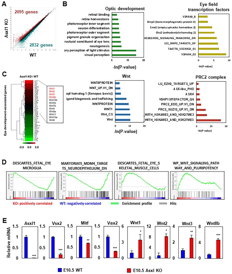 Asxl1 regulates optic cup development through interaction with Lhx2 and epigenetic modulation of Wnt signaling.