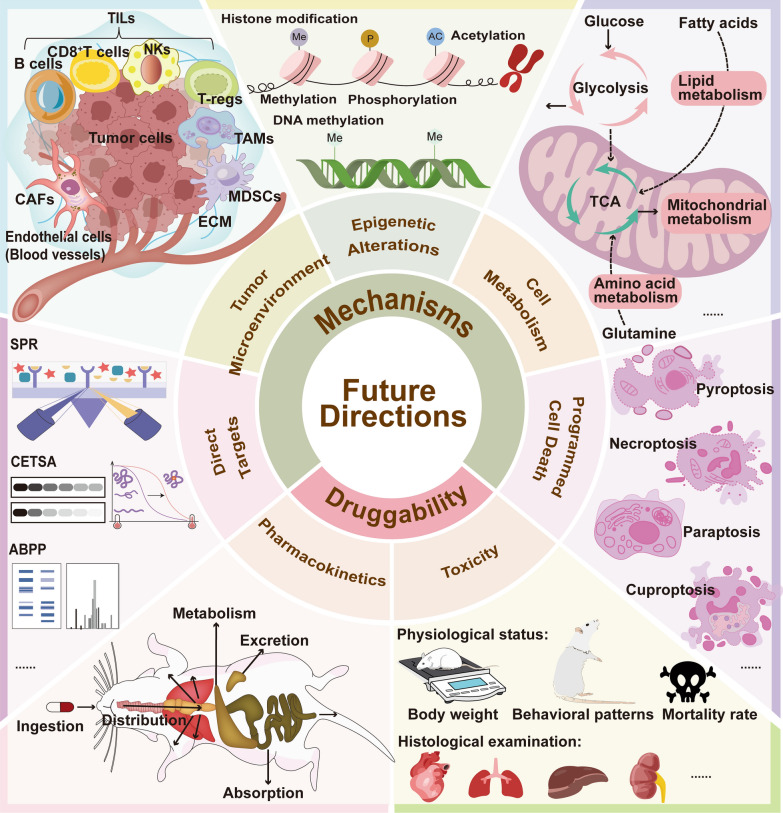 Ginkgetin from Ginkgo biloba: mechanistic insights into anticancer efficacy