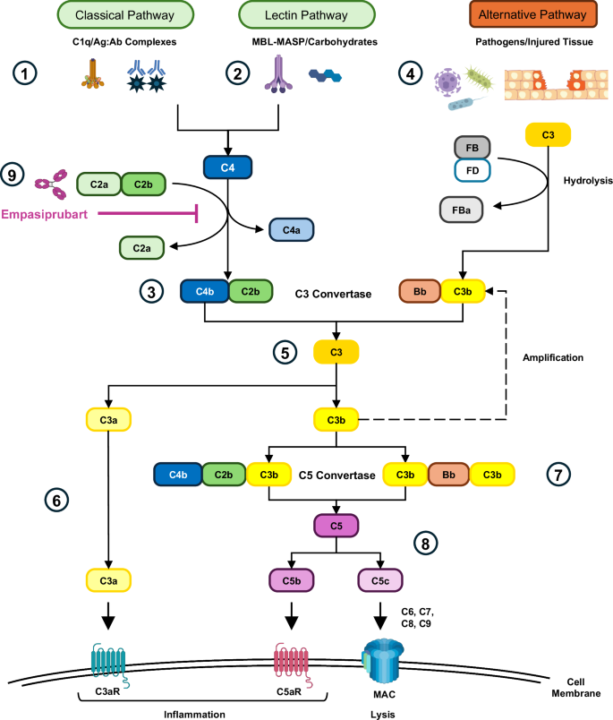 Randomized phase I trial outcomes show safe and sustainable inhibition of classical and lectin complement pathways by empasiprubart