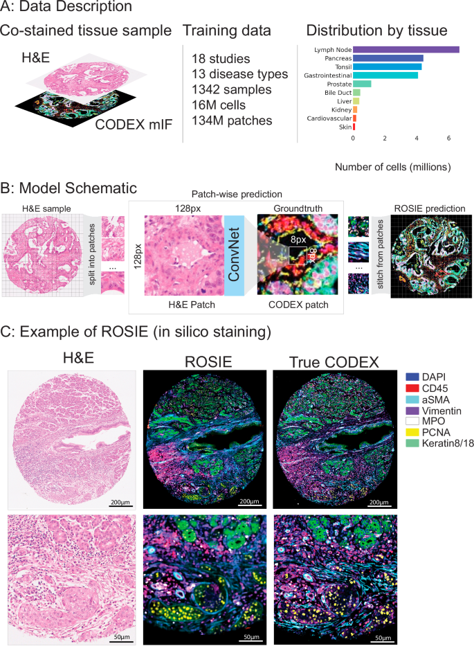 ROSIE: AI generation of multiplex immunofluorescence staining from histopathology images