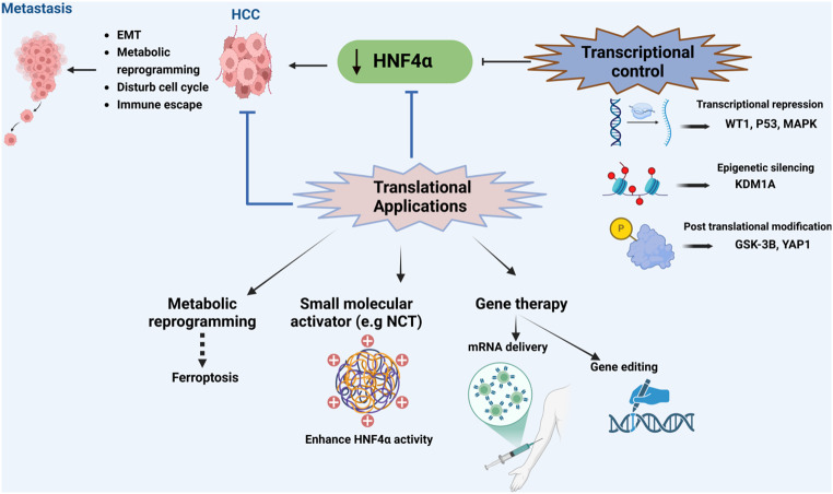 Hepatocyte nuclear factor 4-Alpha: a key regulator in liver carcinogenesis.