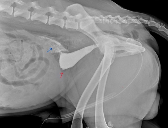 Spontaneous urinary bladder rupture in a dog with lymphoplasmacytic cystitis.