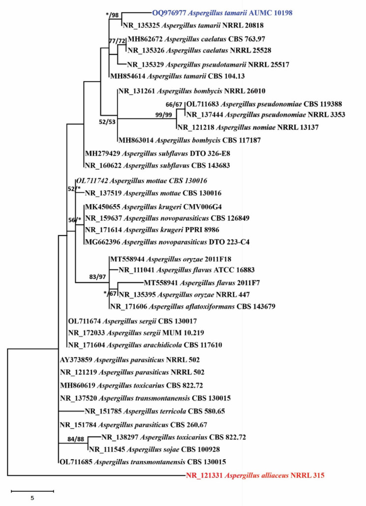 Biochemical and biological evaluation of L-glutaminase from Aspergillus tamarii AUMC 10198 via solid-state fermentation.