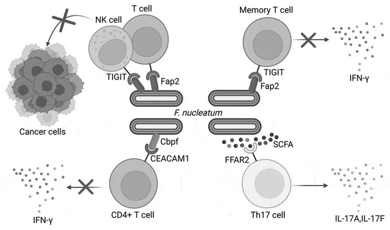 Microbial manipulators: <i>Fusobacterium nucleatum</i> modulates the tumor immune microenvironment in colorectal cancer.