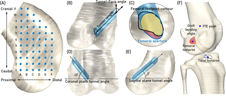Three-dimensional analysis of femoral tunnel placement in canine cranial cruciate ligament reconstruction.