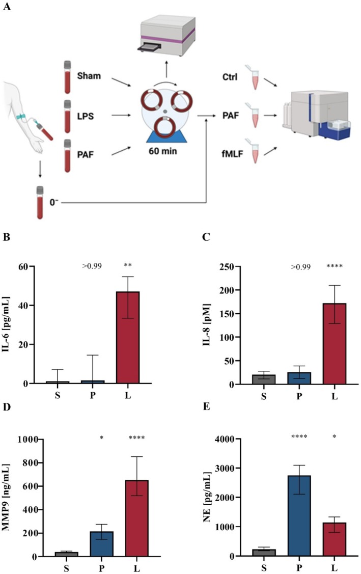 Platelet-Activating Factor Promotes Neutrophil Activation and Platelet-Neutrophil Complex Formation.