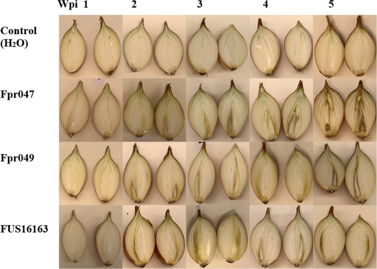 Fumonisin production and symptom development in onion (Allium cepa) inoculated with Fusarium proliferatum.