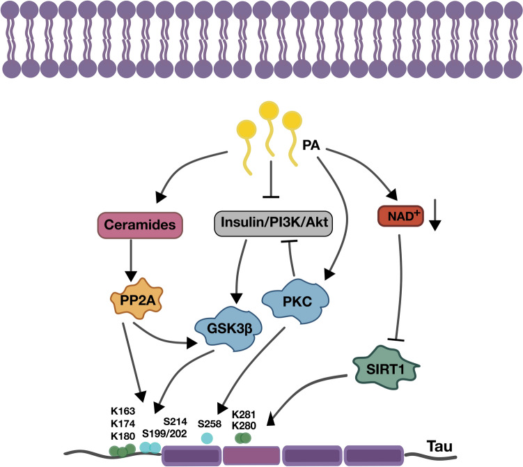 Role of saturated fatty acid metabolism in posttranslational modifications of the Tau protein.