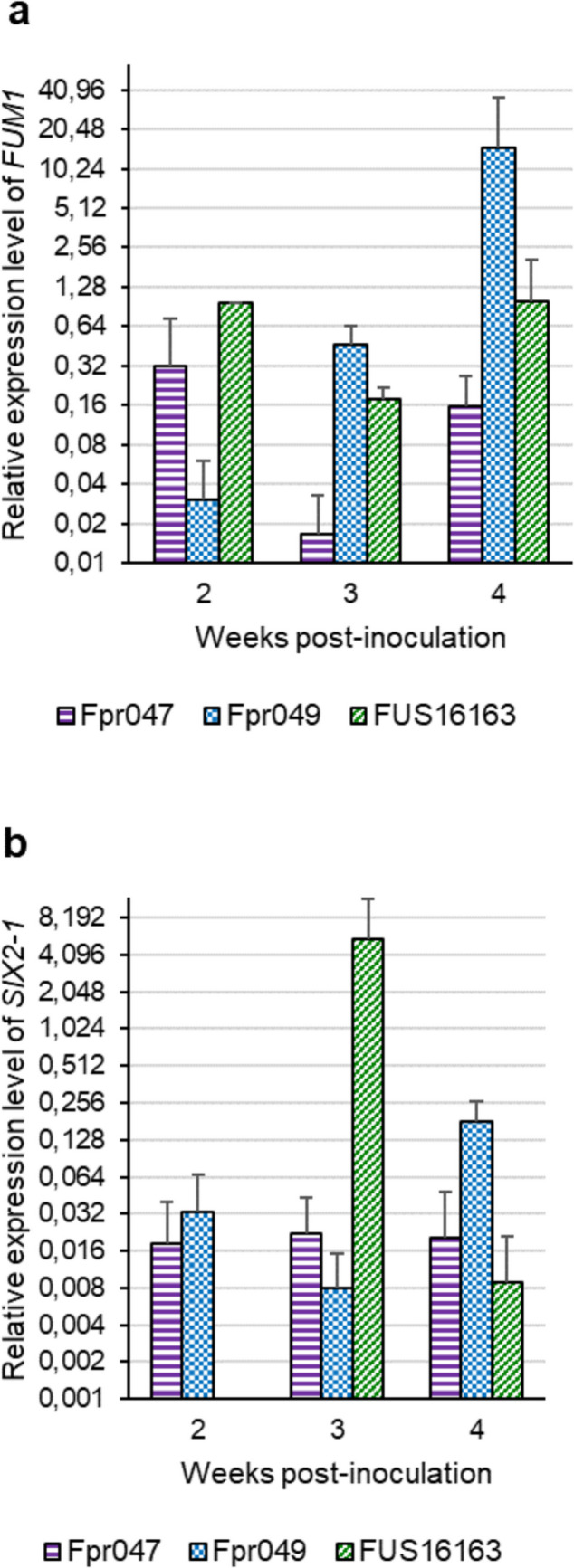 Fumonisin production and symptom development in onion (Allium cepa) inoculated with Fusarium proliferatum.