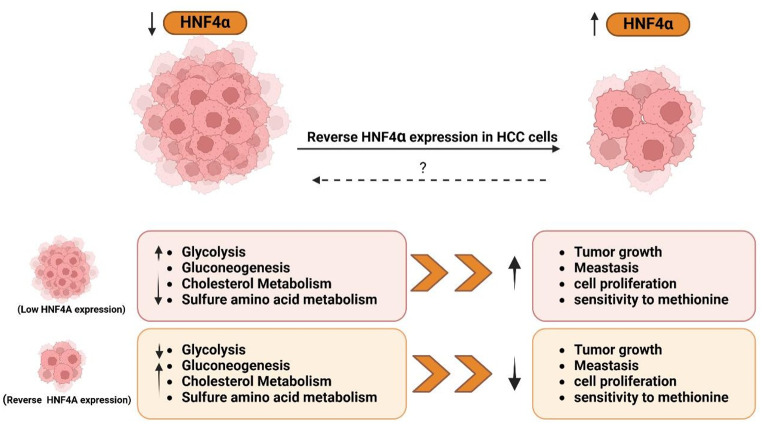 Hepatocyte nuclear factor 4-Alpha: a key regulator in liver carcinogenesis.