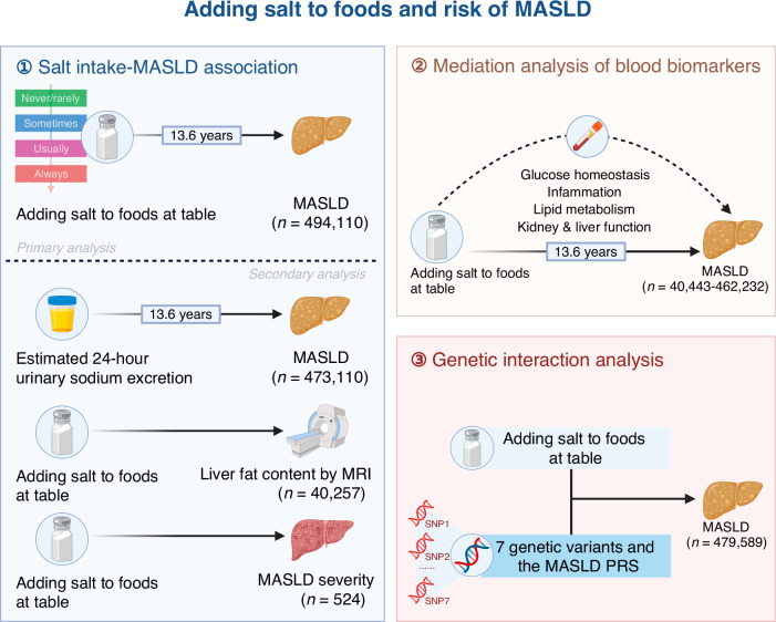 Adding salt to foods increases the risk of metabolic dysfunction-associated steatotic liver disease.