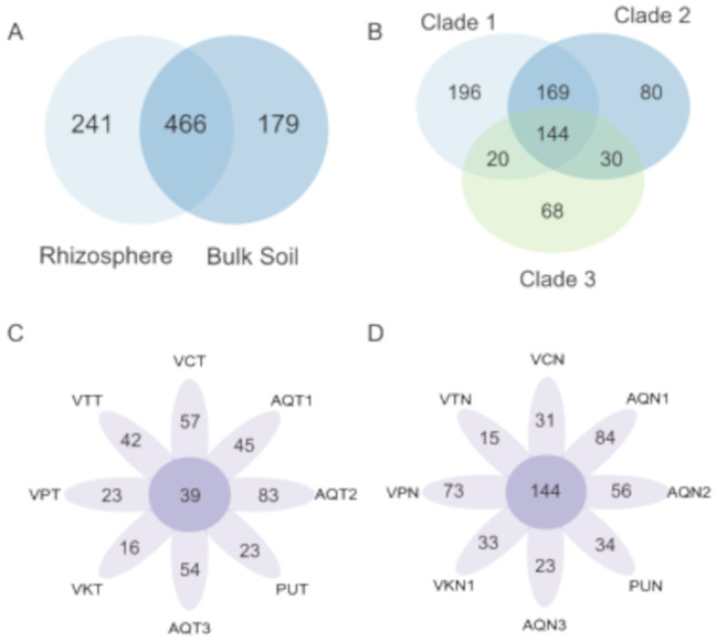 Characterization of bacterial diversity associated with a Salar de Atacama native plant Nitrophila atacamensis.