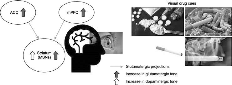 Cue-induced Magnetic Resonance Spectroscopy of Glutamate in Addiction Research: Current Evidence, Pros, and Cons.