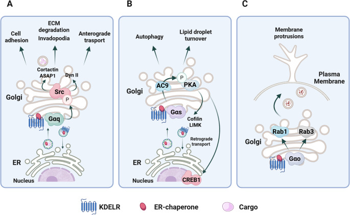 Signalling pathways and cellular functions of KDEL receptors: implications in cancer biology.
