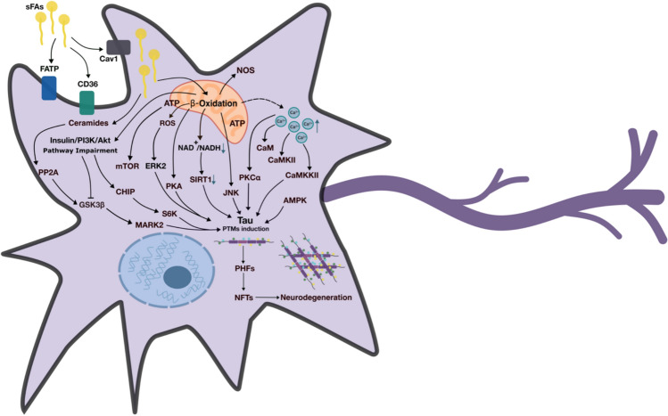 Role of saturated fatty acid metabolism in posttranslational modifications of the Tau protein.