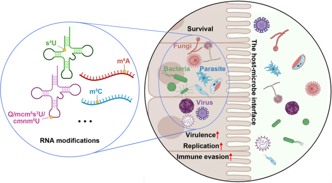 RNA modification is the mark and strategy for host-microbe interactions.