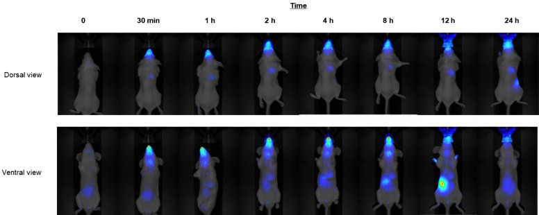 Recent advances in nanogels in veterinary medicine.