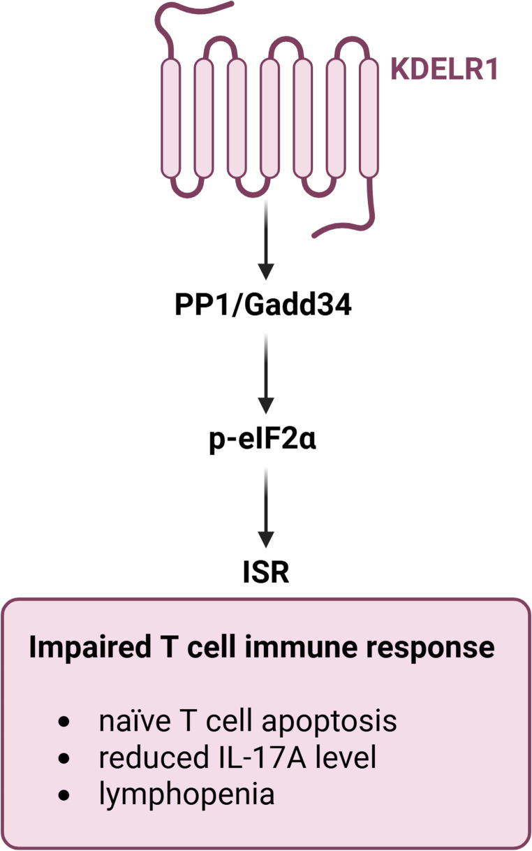 Signalling pathways and cellular functions of KDEL receptors: implications in cancer biology.