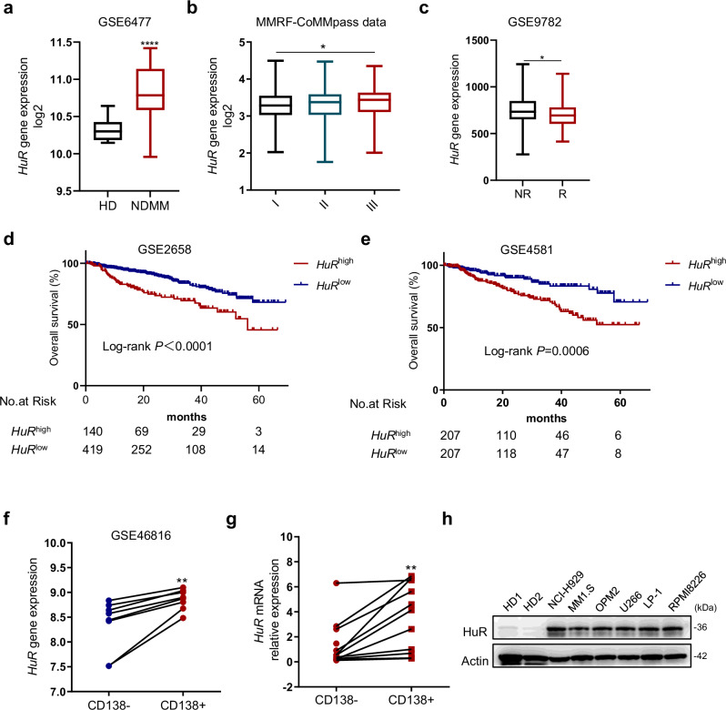 Targeting the HuR/E2F7 axis synergizes with bortezomib against multiple myeloma.
