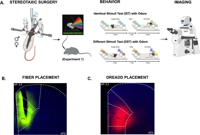 Activity of CaMKII-expressing neurons in medial prefrontal cortex of male and female Long-Evans rats is necessary for encoding odor information and novelty recognition in an odor-based incidental memory test.