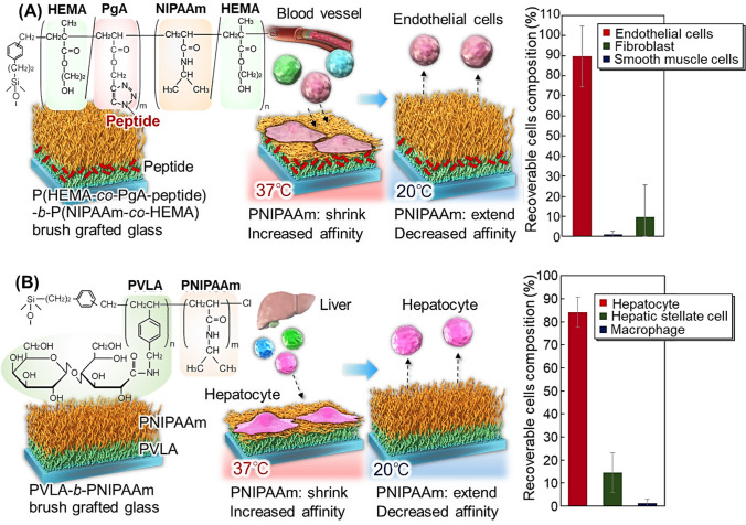 Temperature-modulated separation of therapeutic cells, viral vectors, and exosomes using functional polymers.