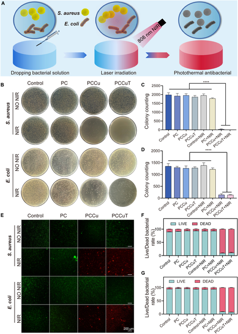 Erratum to "From Hemostasis to Angiogenesis: A Self-Healing Hydrogel Loaded with Copper Sulfide-Based Nanoenzyme for Whole-Process Management of Diabetic Wounds".