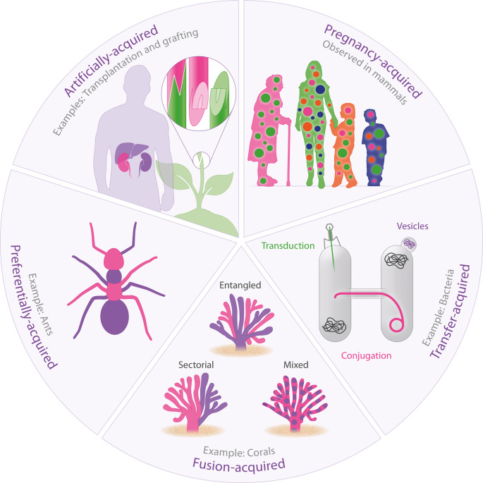 Micro-chimerism: from evolution to revolution.