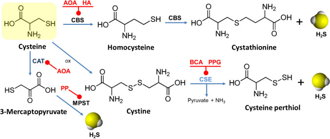 An Enigma of Brain Gasotransmitters: Hydrogen Sulfide and Depression.