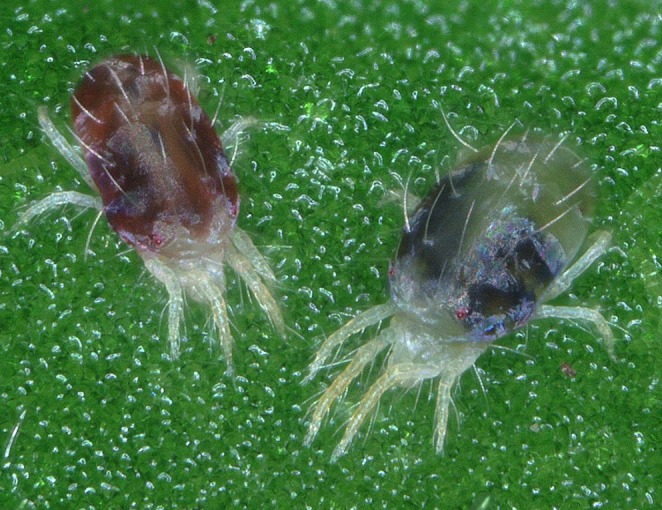 The Way to a Generalist Herbivore's Heart Is Through Its Chemosensory Receptors: Using Multiple Approaches to Map the Genetic Basis of Adaptation in a Non-Model Organism.
