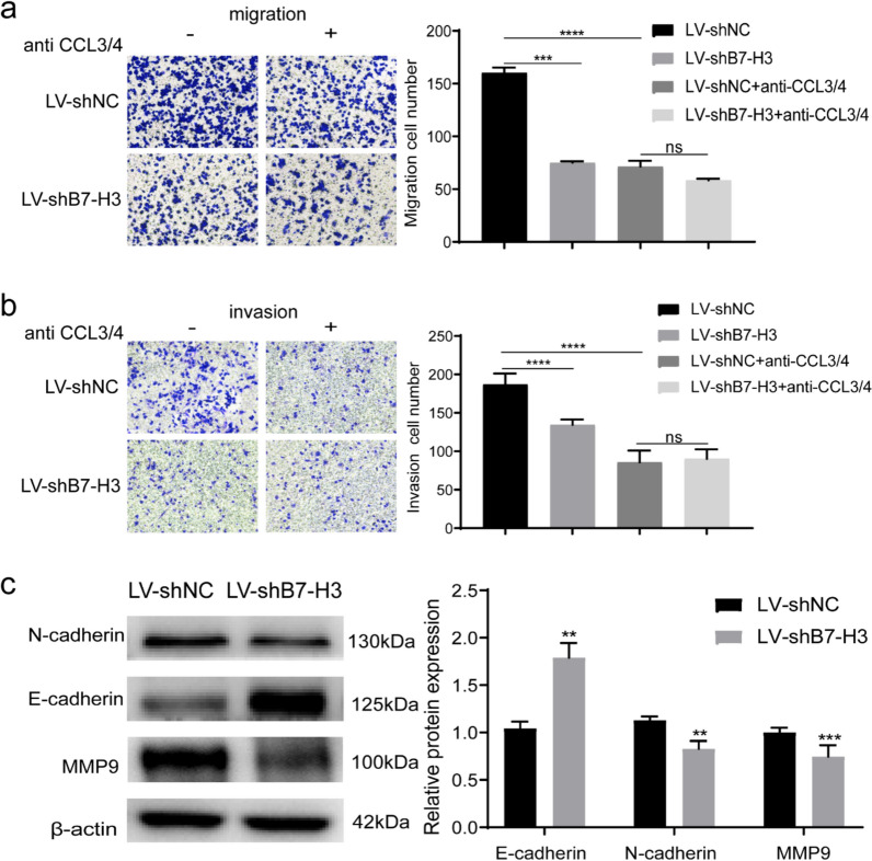 Promotion of the invasion and metastasis of breast cancer by B7-H3 through CCR5High tumor-associated macrophages.