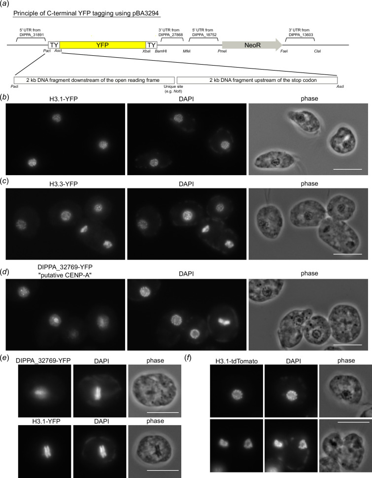 Discovery of unique mitotic mechanisms in <i>Paradiplonema papillatum</i>.