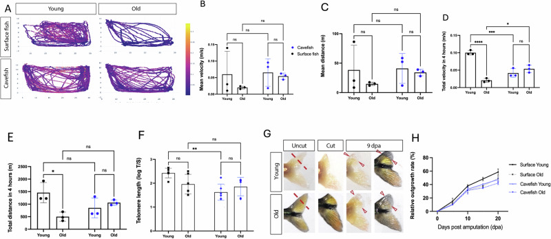 Cave adaptation favors aging resilience in the Mexican tetra.