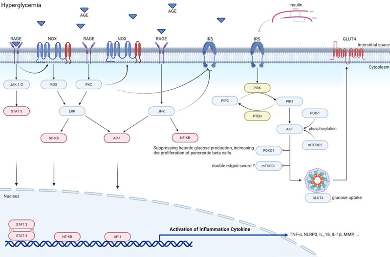 Curcumin as a promising therapeutic agent for diabetic neuropathy: from molecular mechanisms to functional recovery.